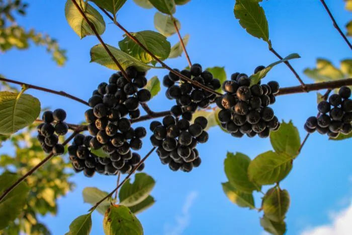 “Aronia Berry” มีสารแอนโธไซยานินมากกว่าครานเบอร์รี 5 เท่า แต่มีคำเตือน 3 ข้อในการบริโภค